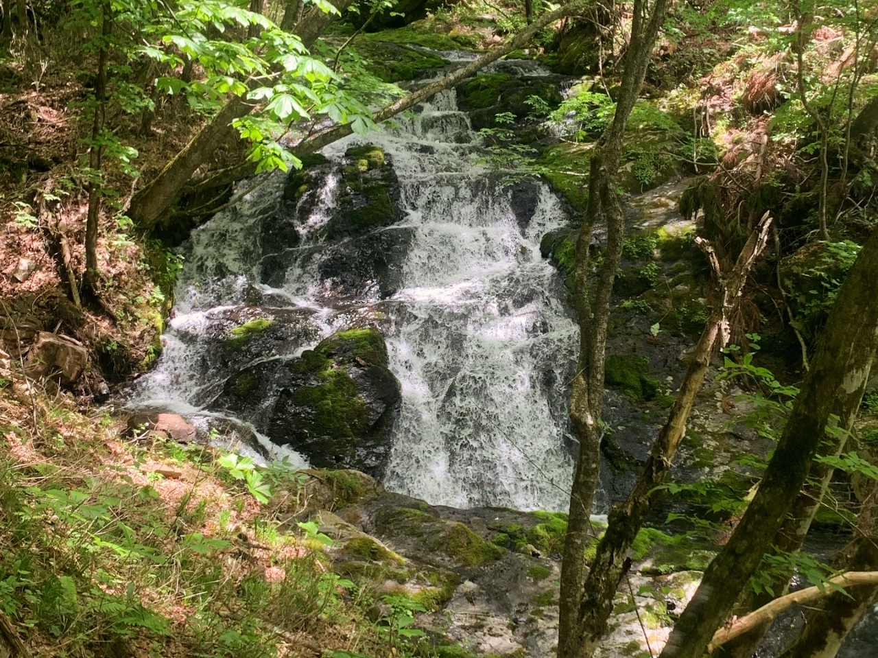 V[NC~Oł̓XƖ҂Ă܂I