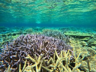 綺麗なサンゴ畑が広がっています!