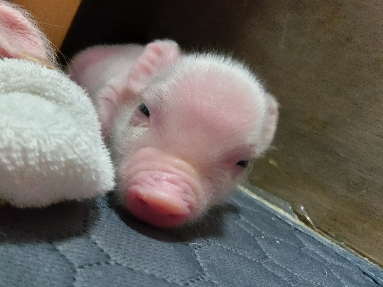 田舎の子豚 田舎の子豚 ふれあい30分!！》マイクロミニブタの赤ちゃんと過ごしません