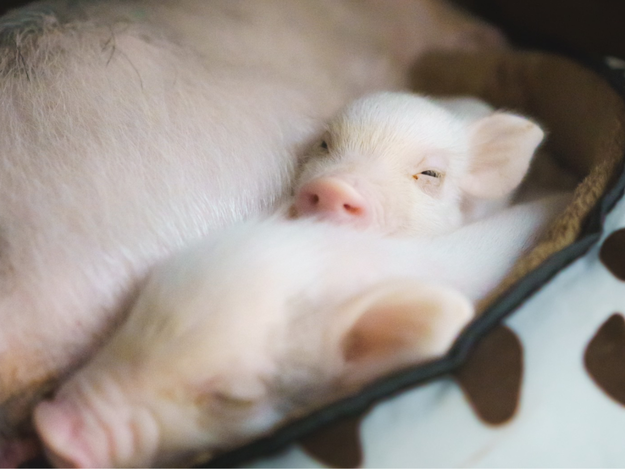 2025年6月19日たら子が出産し2匹の可愛いこぶたちゃんが産まれました♪