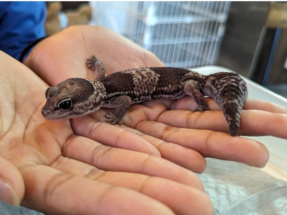 爬虫類も大人しくて可愛いですよ♪