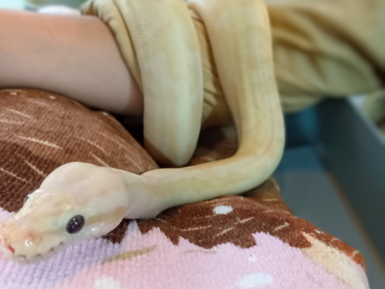 ���ւ���Ƃ��ӂꂠ����I�I