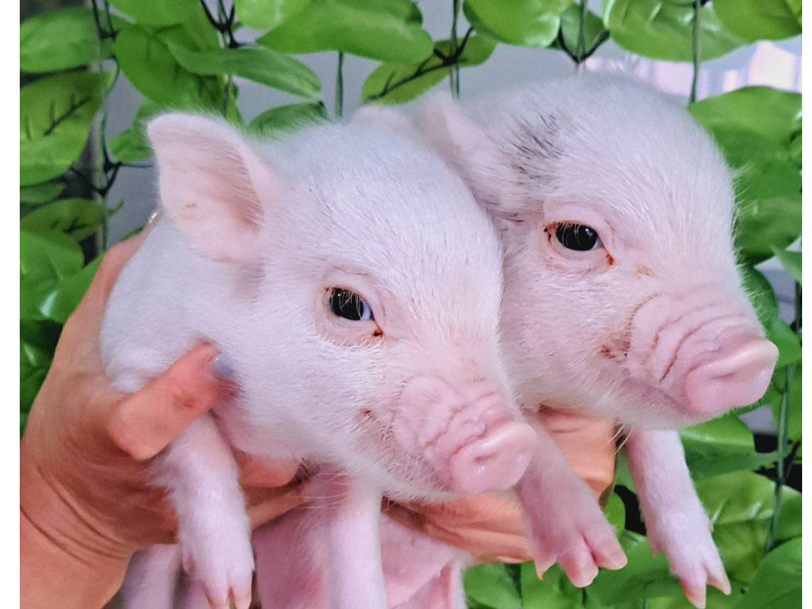 《ふれあい30分!!》マイクロぶたさんと過ごしませんか?〈船橋市のふれあい体験〉