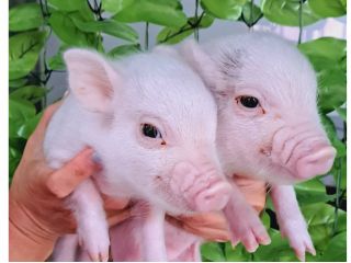 マイクロブタはカキカキされるのが大好き♪カキカキ棒も無料でお貸出ししております。