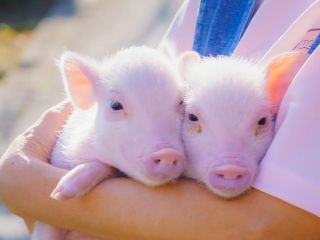 マイクロブタに出会ったら可愛くて虜になりますよ?!