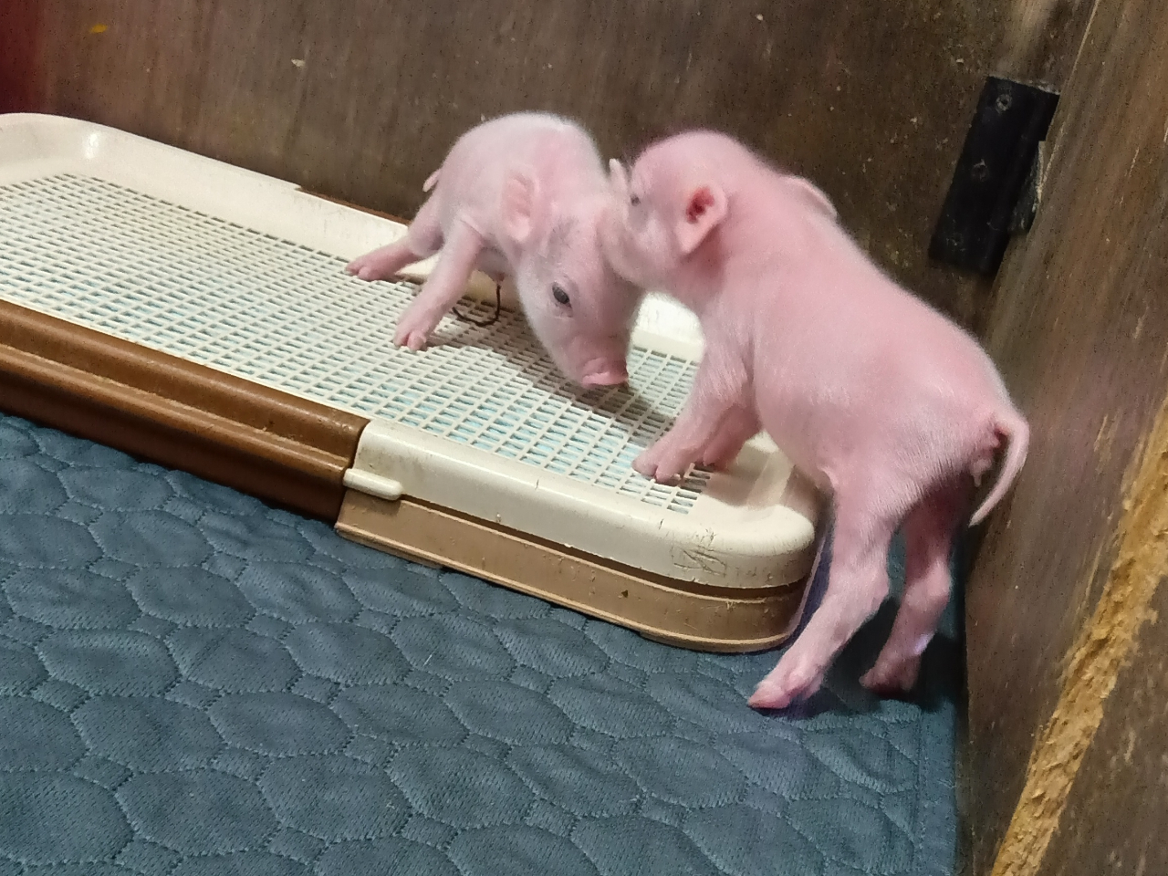 �Q�C���ǂ��V��ł��܂��I�I