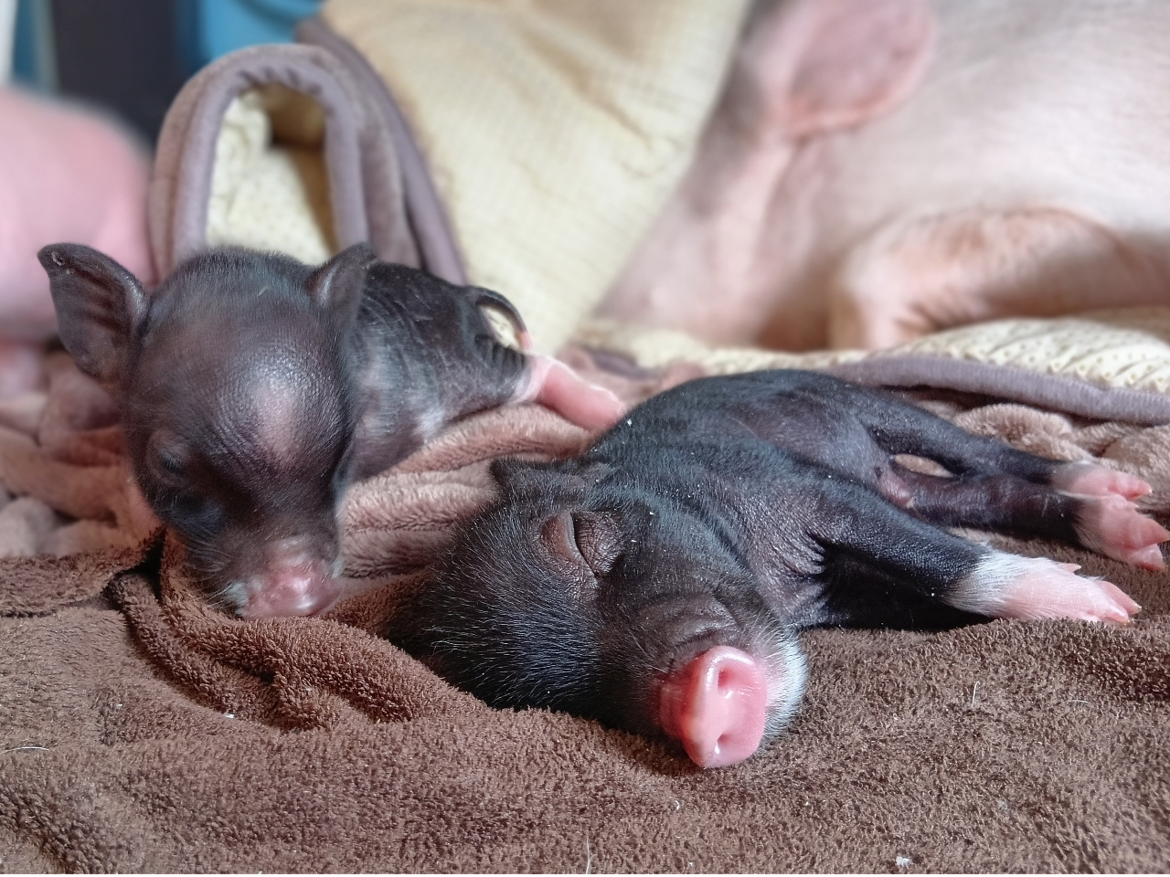 ����Ȃɏ����ȉ����u�^�����ɉ��͍̂������I�I�������Ȃ���ӂꂠ�������Ă����܂���