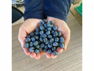 当農園のブルーベリーをご賞味あれ
