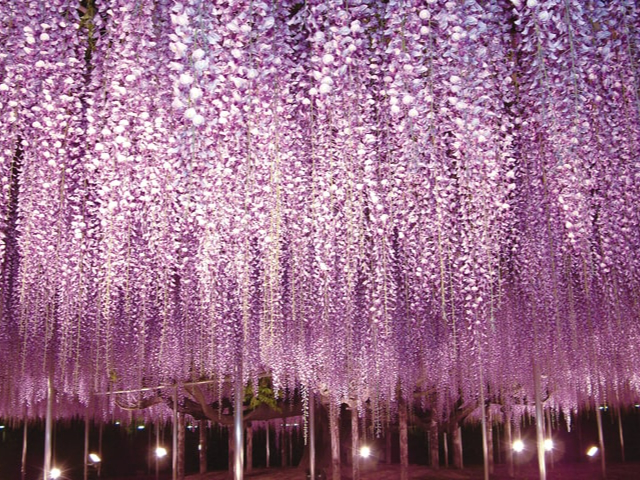 新宿発]≪花三昧≫一面、青の絨毯！ひたち海浜公園で絶景「ネモフィラ