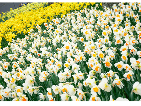 新宿発]≪花三昧≫一面、青の絨毯！ひたち海浜公園で絶景「ネモフィラ