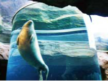 旭山動物園アザラシ