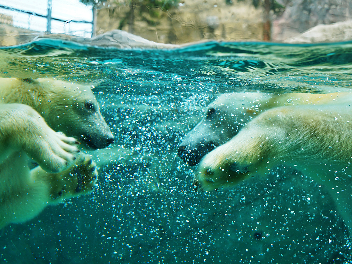 【大通付近出発/9700-22】20%OFF!行動展示で一躍人気になった旭山動物...