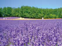 ファーム富田ラベンダー