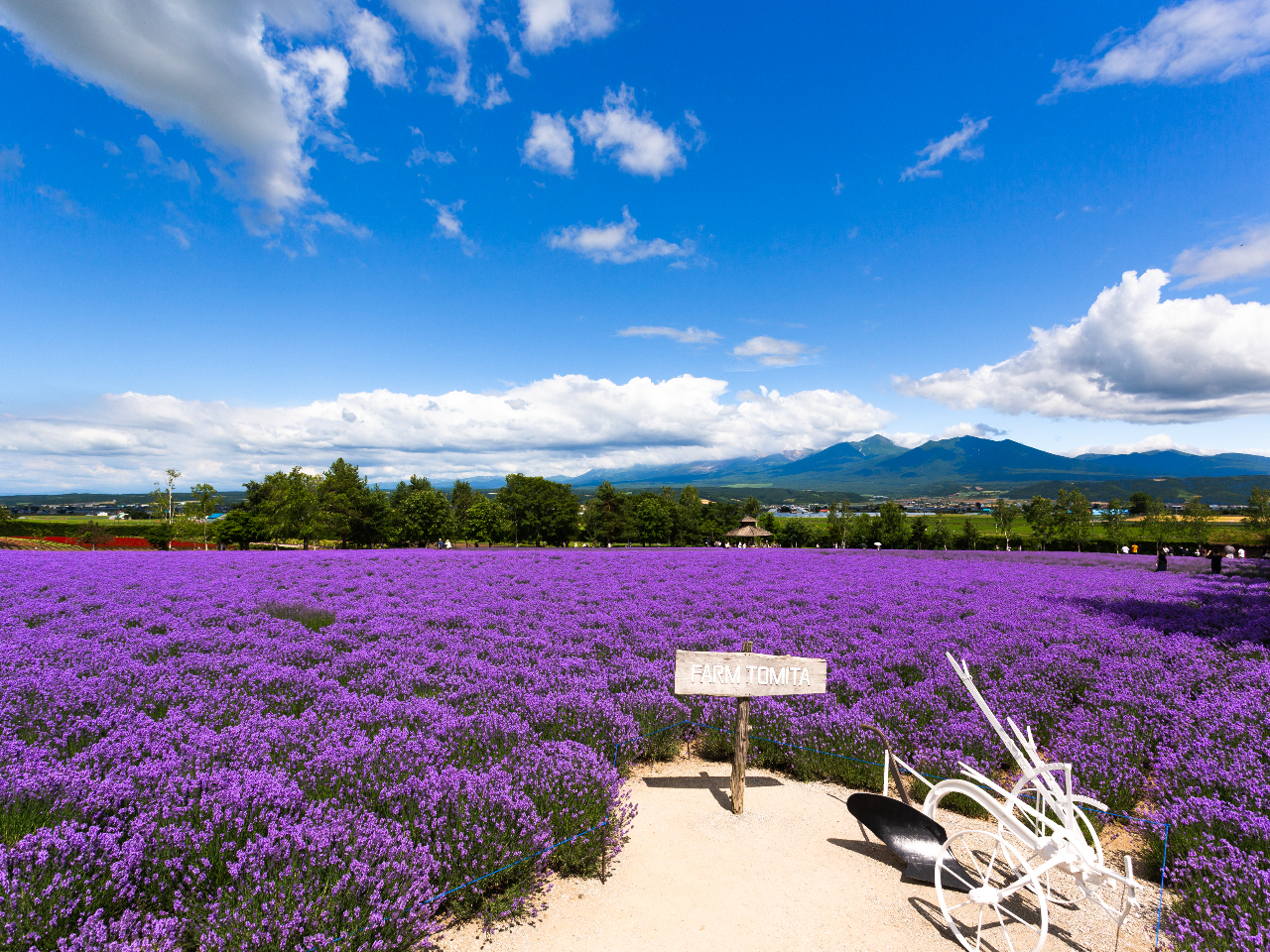 【特割20】【札幌駅付近出発/50-8011-12】富良野の色彩豊かなお花畑鑑賞...