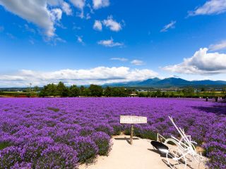 ファーム富田ラベンダー畑