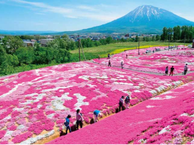 札幌駅付近出発/50-7000-13】春爛漫！「蝦夷富士」羊蹄山を眺めながら