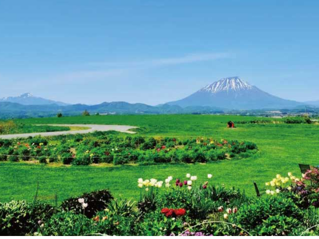 札幌駅付近出発/50-7000-13】春爛漫！「蝦夷富士」羊蹄山を眺めながら