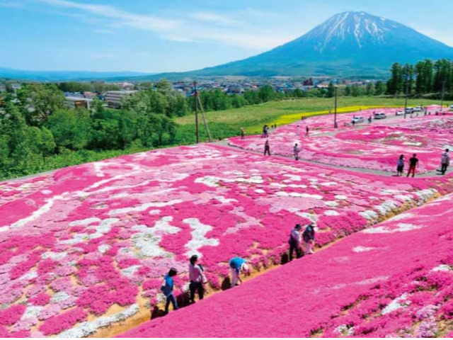 芝桜さん専用 札幌駅付近出発/50-7000-13】春爛漫！「蝦夷富士」羊蹄山を眺めながら