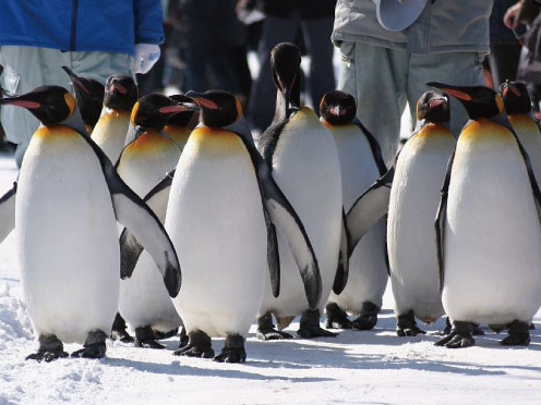 【特割20】【2月1日-3月出発/大通付近出発・旭山動物園/9000-13】行動...