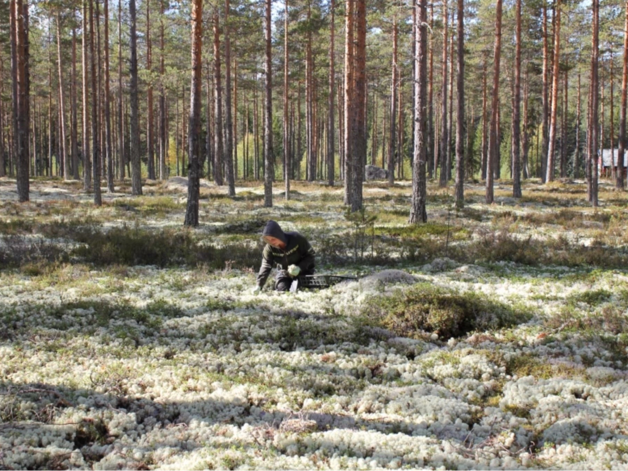 �X�J���W�i�r�A�̐X�ň����100���V�R�f�ށB������������Ȃǂ̃����e�i���X�t���[�Ȃ̂ɒE�L���ʁA���x��p�̌��ʂ�������ɂ₳�����A���ł�