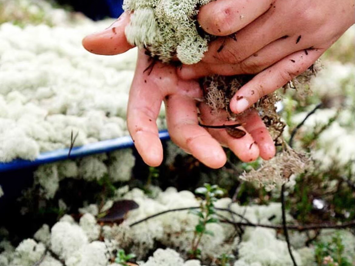 ���Ƃɂ��̎�