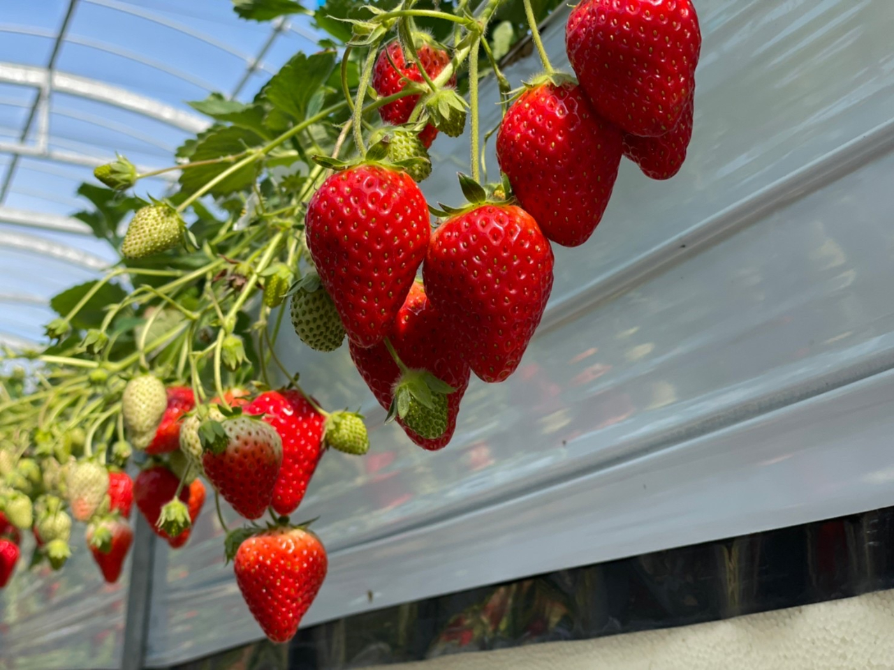 ÏnR􂨋Cɓ̕i킪܂悤ɁcI