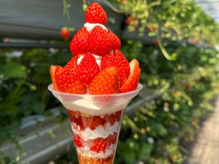 自分で摘み取った新鮮いちごで、オリジナルのいちごパフェが作れちゃう♪
