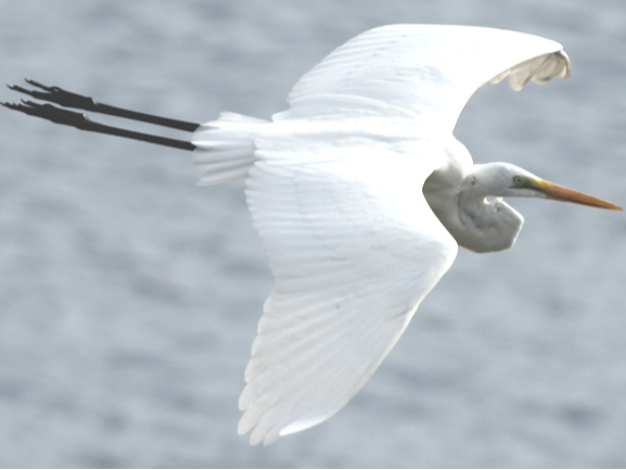 【早い者勝ち】湿地の干潟 スペシャルゲスト 日本語4枚 タルキール ボーダーレス るか (@rukapo) / X