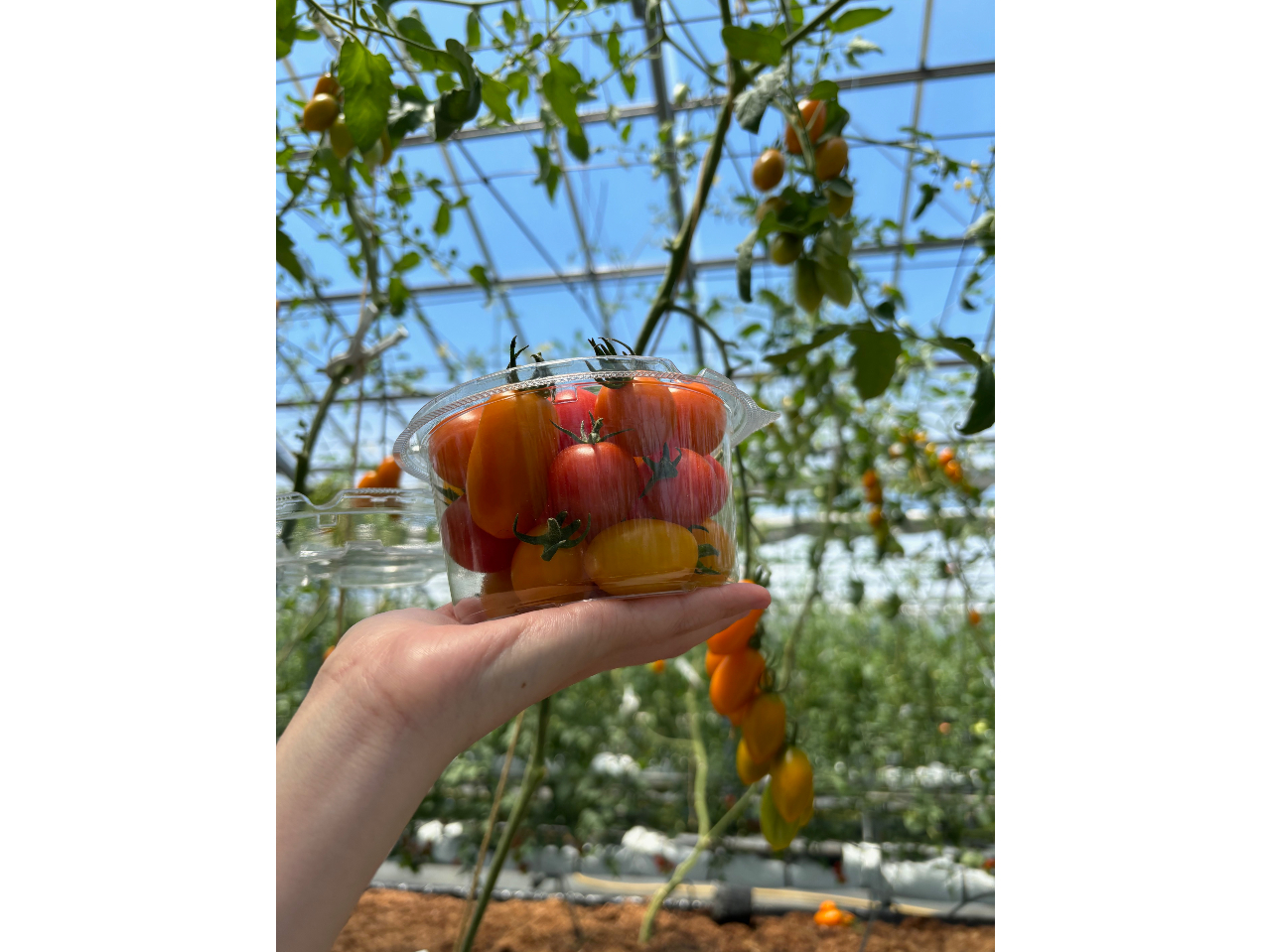 ������ЂĂ���������̎ʐ^3