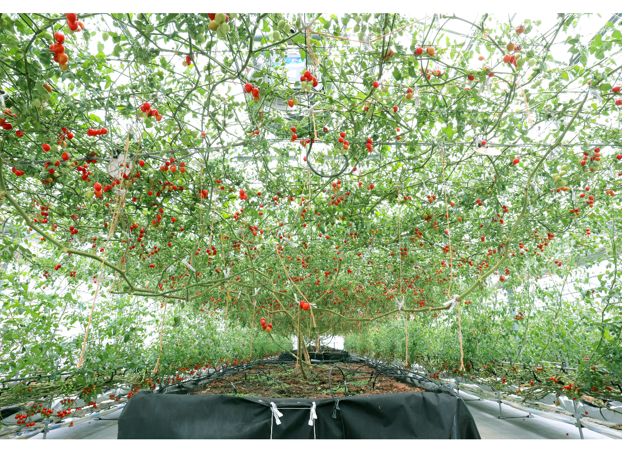 ������ЂĂ���������̎ʐ^4