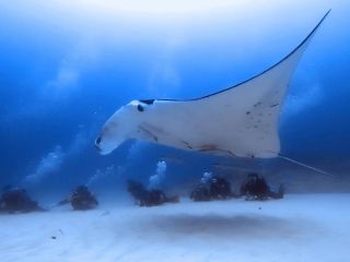 ヨナラ水道で砂地マンタを見よう