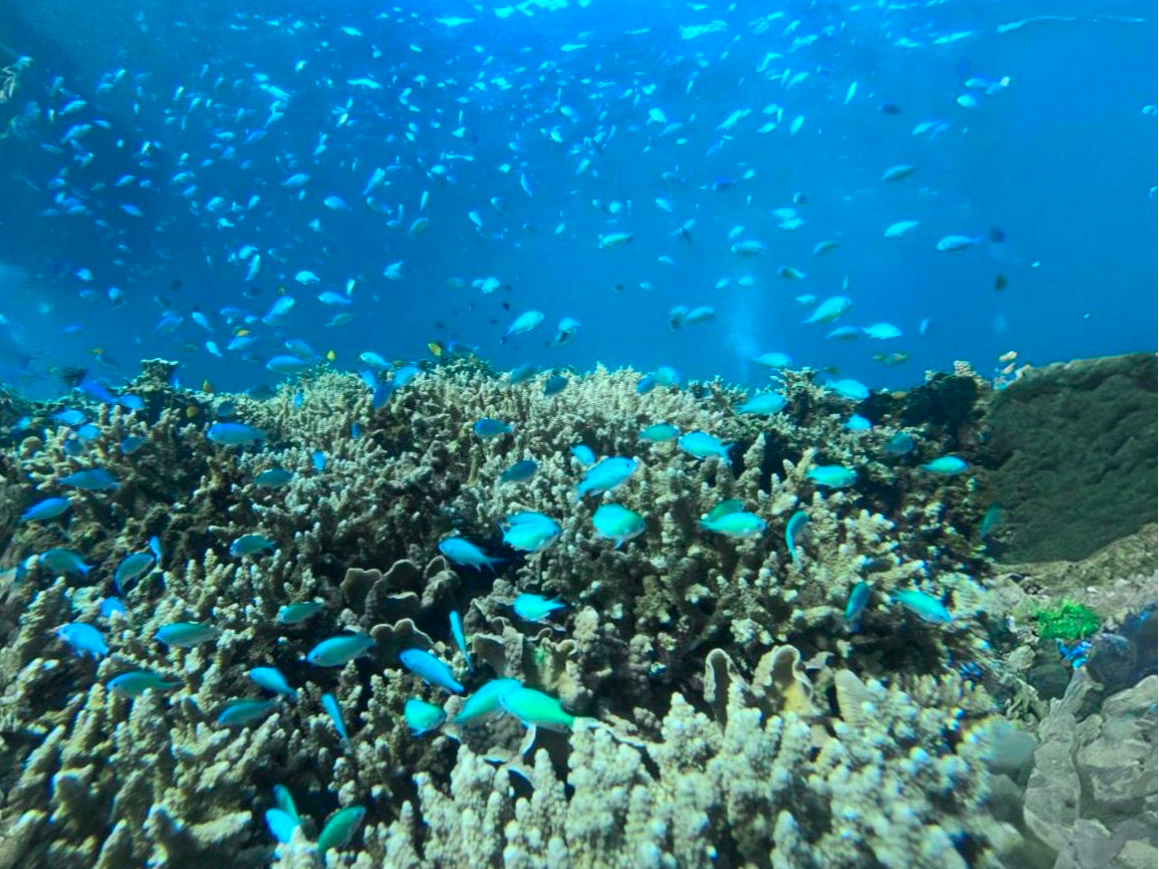 綺麗な熱帯魚で南国気分満喫です