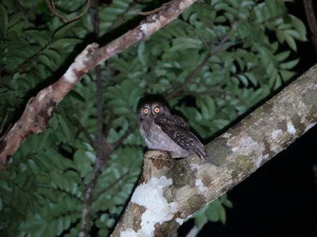 リュウキュウコノハズクは通年元気に活動しています。