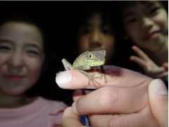 子どもたちの人気者サキシマキノボリトカゲを探してみよう!