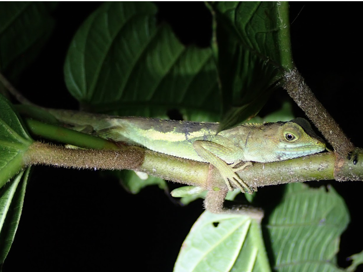 ɖ؂̏ŏAQ̃TLV}Lm{gJQ