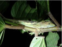 上手に木の上で就寝中のサキシマキノボリトカゲ