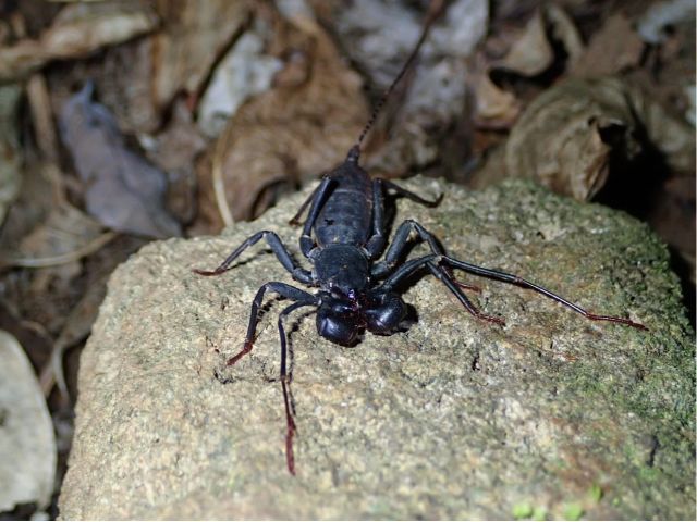 世界三大奇虫のひとつ「サソリモドキ」にも出会える!?