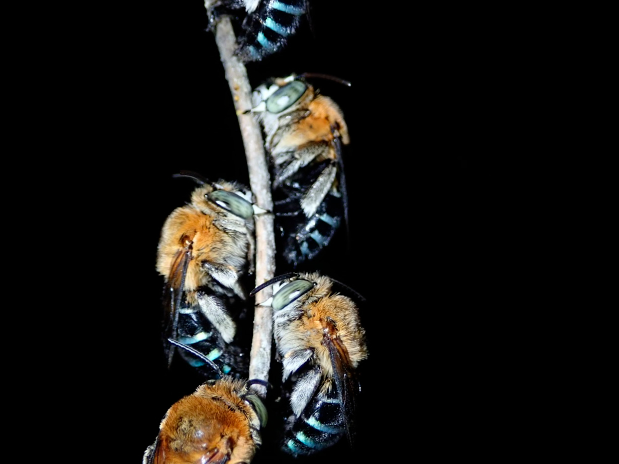 cA[͍⑽ށANȂǂЉĂ܂I