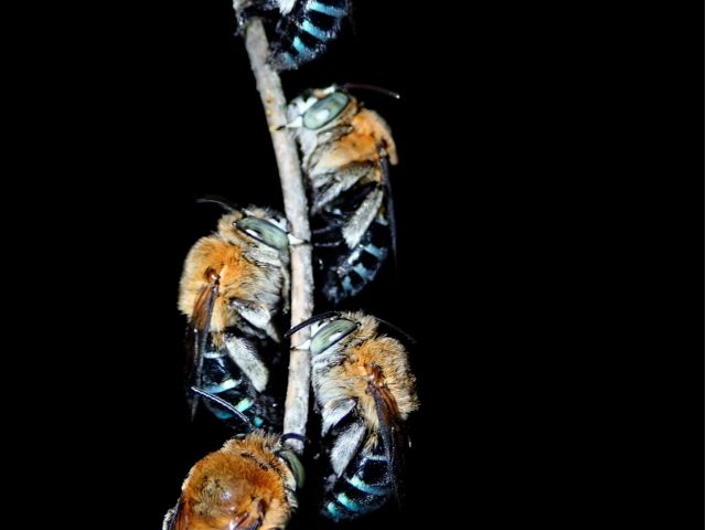 当ツアーは昆虫や多足類、クモなどもご紹介しています!