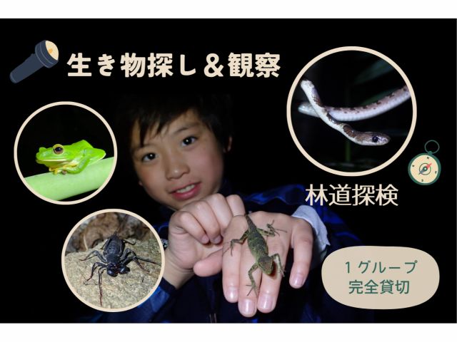 林道の生き物探し&観察に特化型のナイトツアーです!