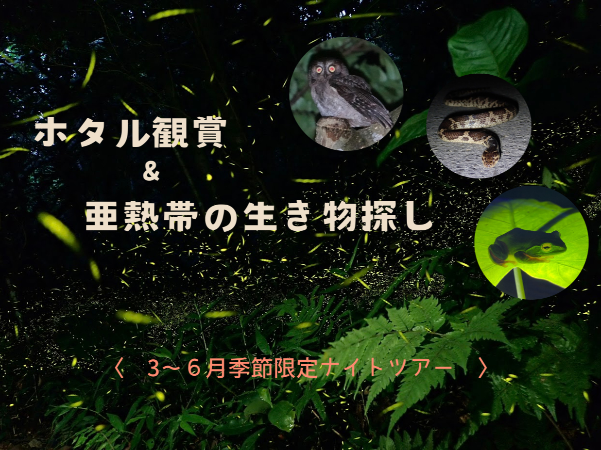 �z�^���̊ӏ܂Ɛ������T���̃i�C�g�c�A�[�ł��B