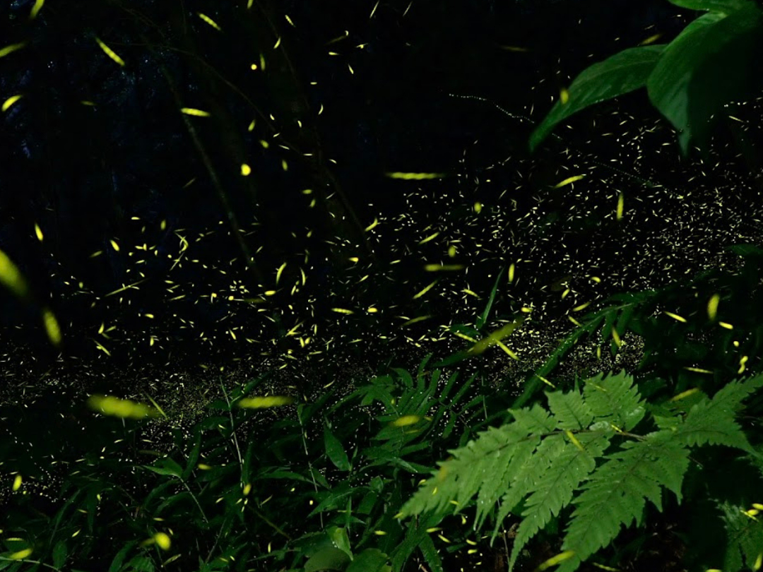 ���{�ŏ��̃z�^���A���G���}�q���{�^���B���v�����30���Ԃ������邱�Ƃ̂ł��Ȃ��M�d�Ȍ��i�B