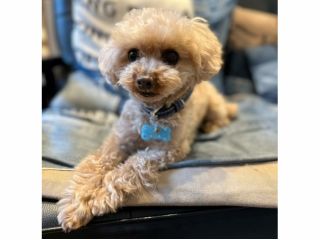 看板犬がいます♪