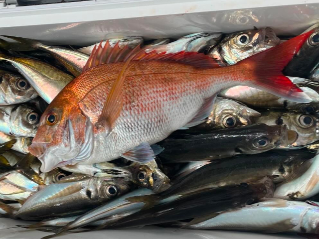 〇経験豊富な船長が釣り方の説明いたします!
○エサ・レンタル竿/リール・氷付き♪クーラーボックスがあればオーケー♪
○船釣り初心者大歓迎!