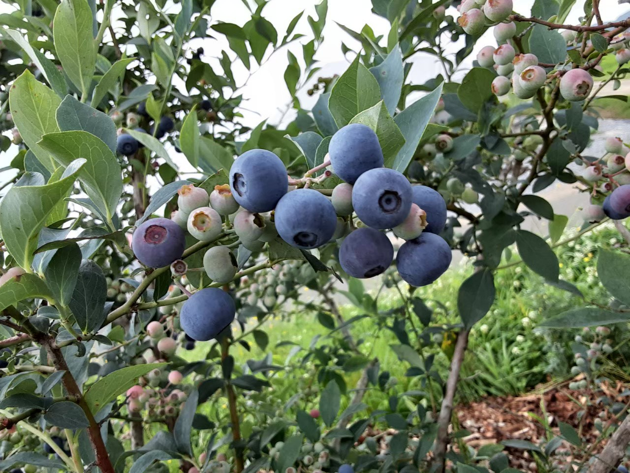 2025年開催！《ブルーベリー狩り》新鮮な採れたてブルーベリーが30分