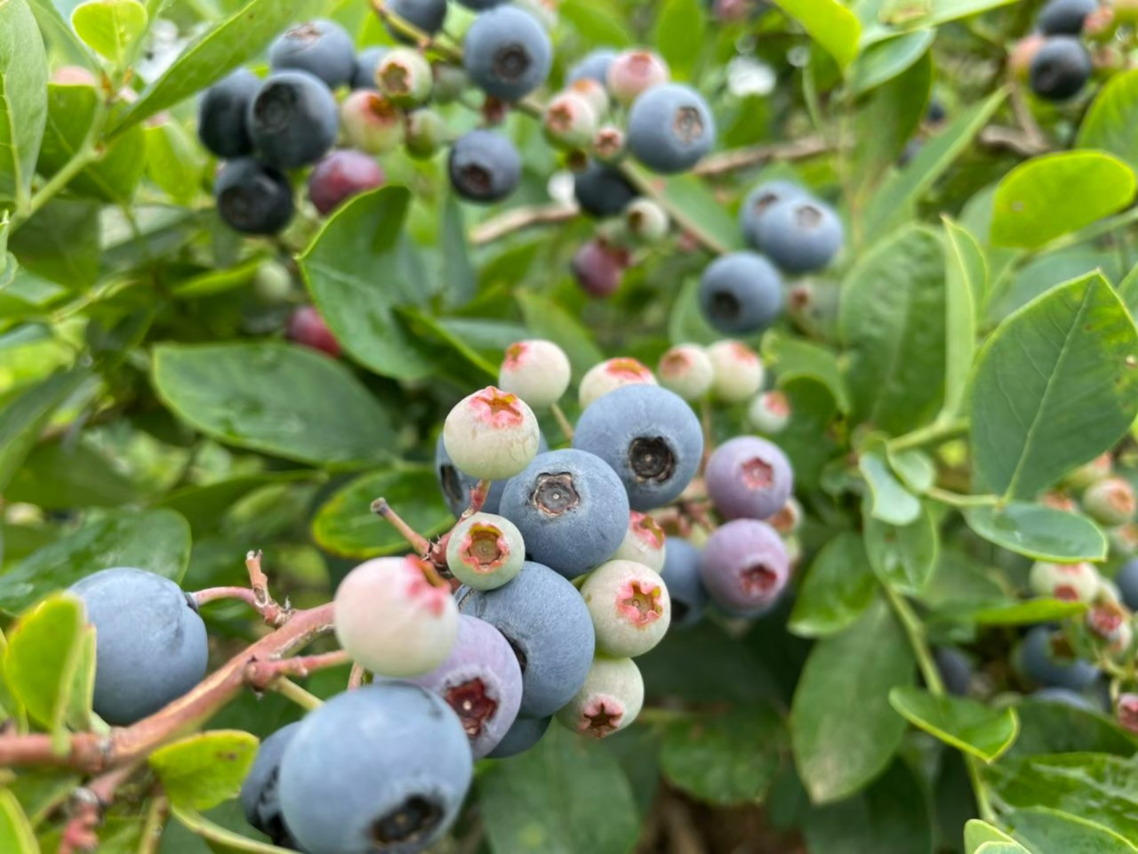 2025年開催！《ブルーベリー狩り》新鮮な採れたてブルーベリーが30分