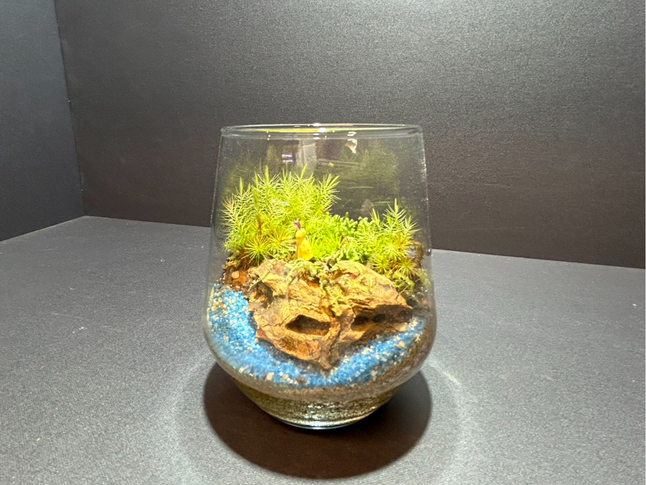初めての苔テラリウム】1～3種類の苔で自分だけのかわいい世界を
