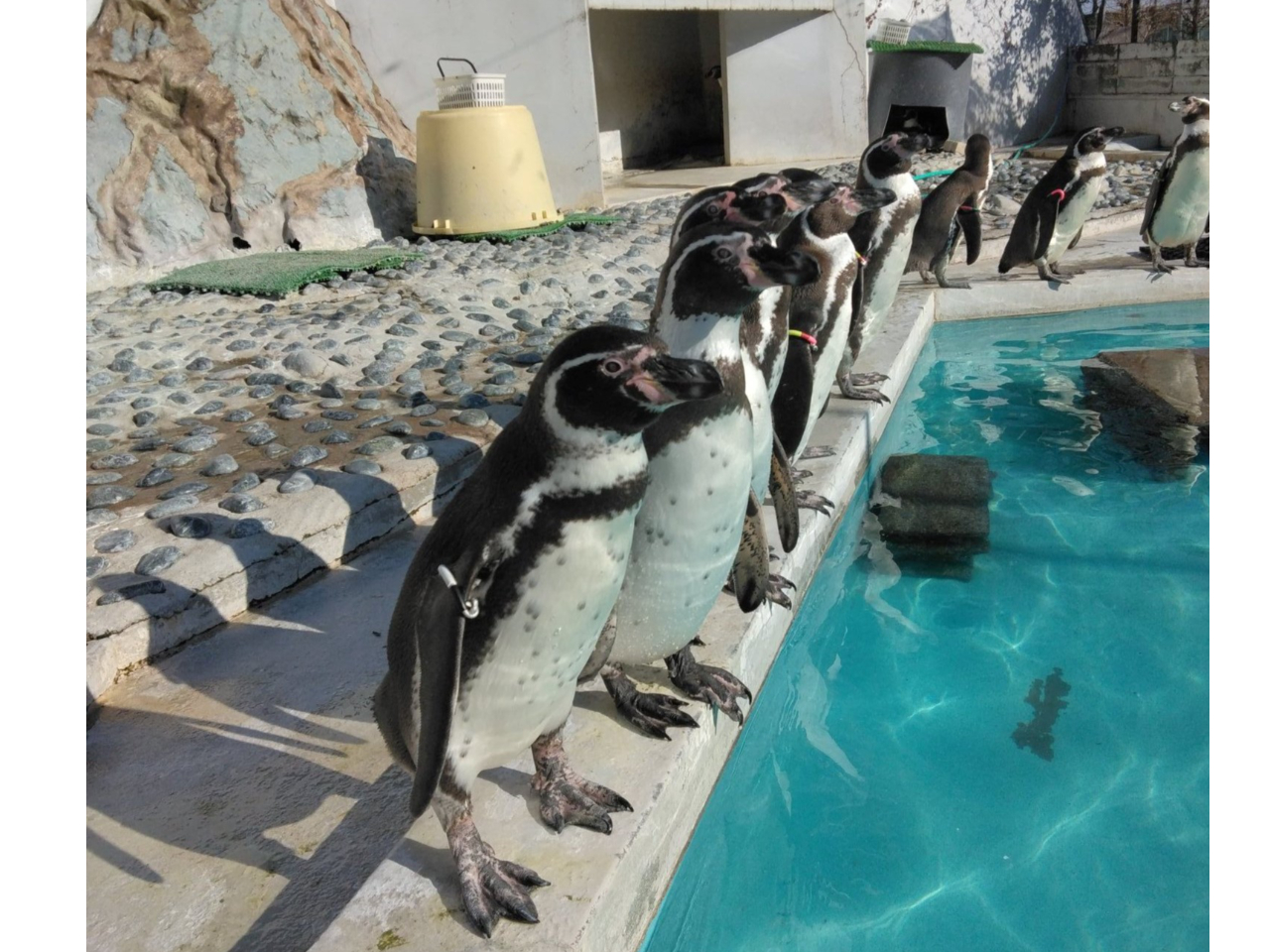 yMGAlC̃yM񂽂낢͂ЂȂڂĂ邱Ƃł