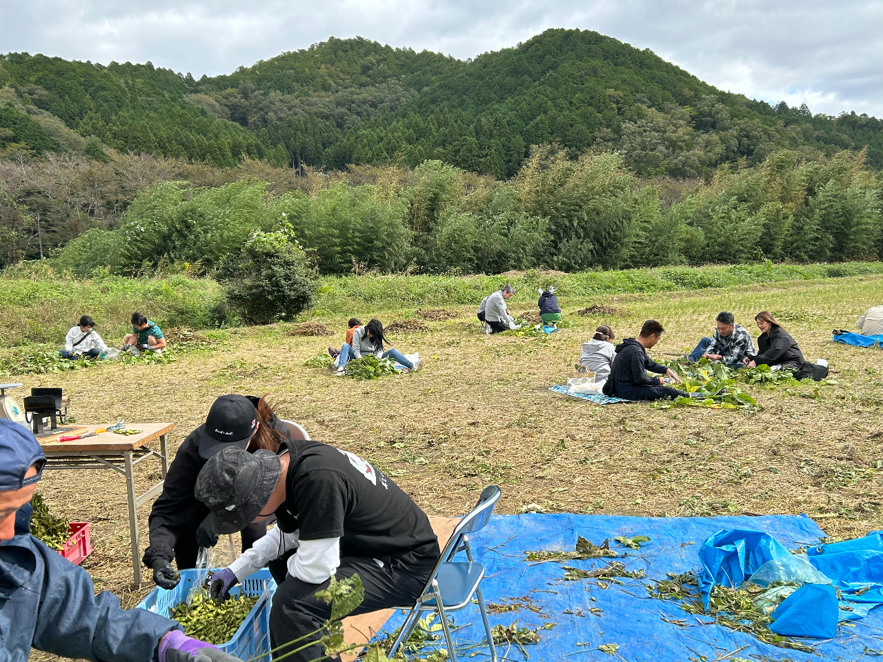 �F�l�A���}��������蒆