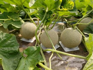 「幻の摩周メロン」栽培体験♪ 芽掻き作業を体験します。